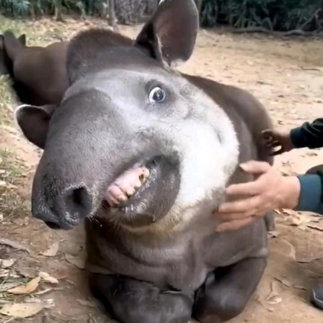 归真