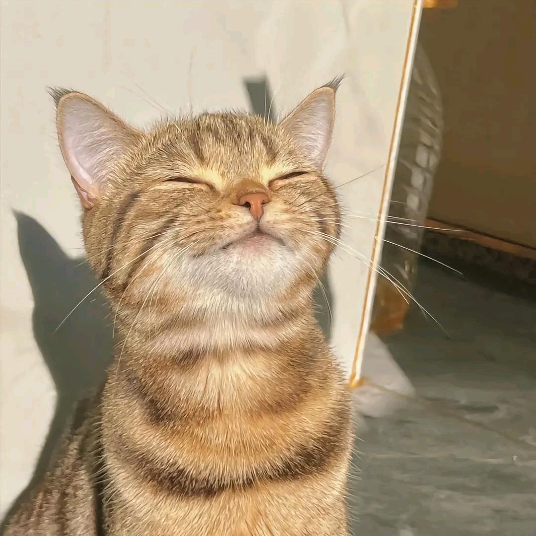 聚金宠物生活馆