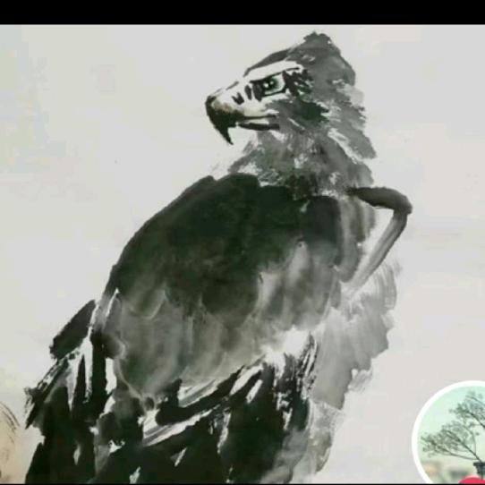 锦道鸿