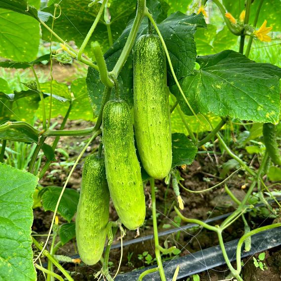 何老师说黄瓜🥒