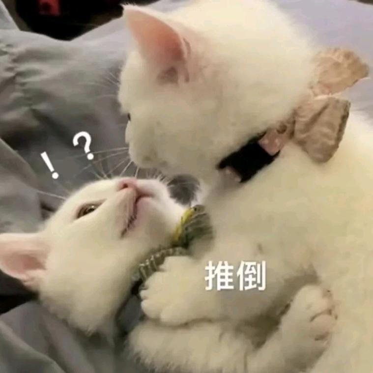 成熟稳重的幼稚鬼