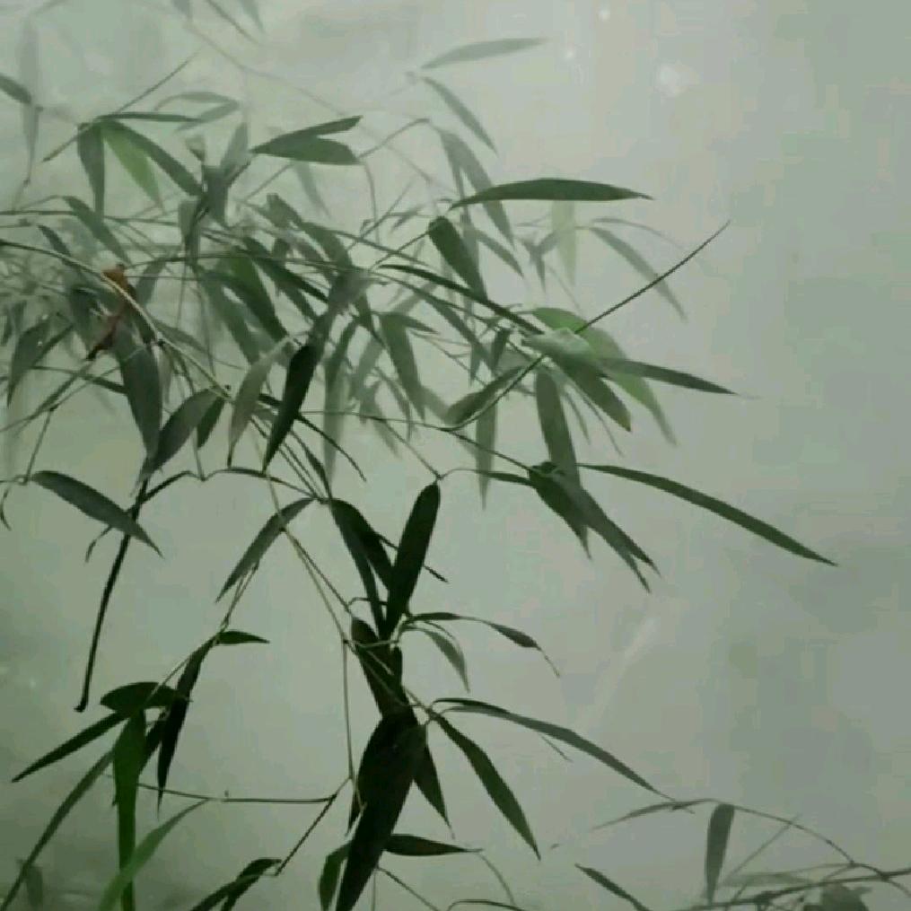沫竹雾