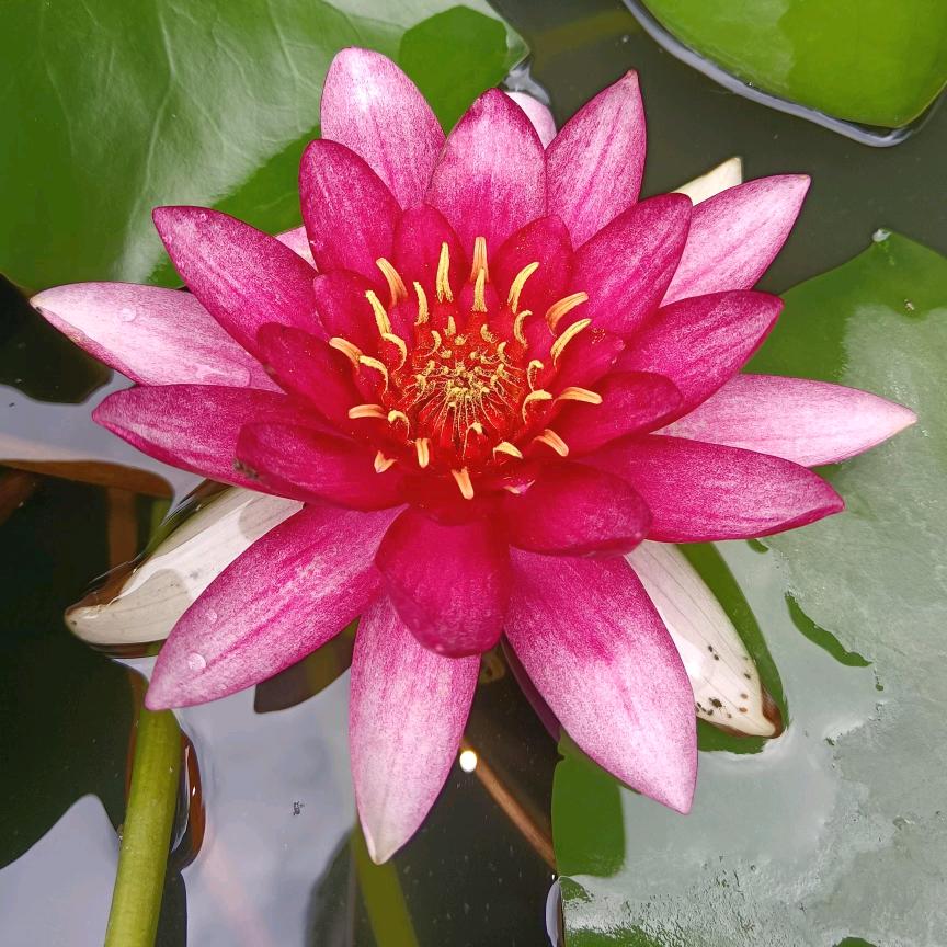 平阳耕夫