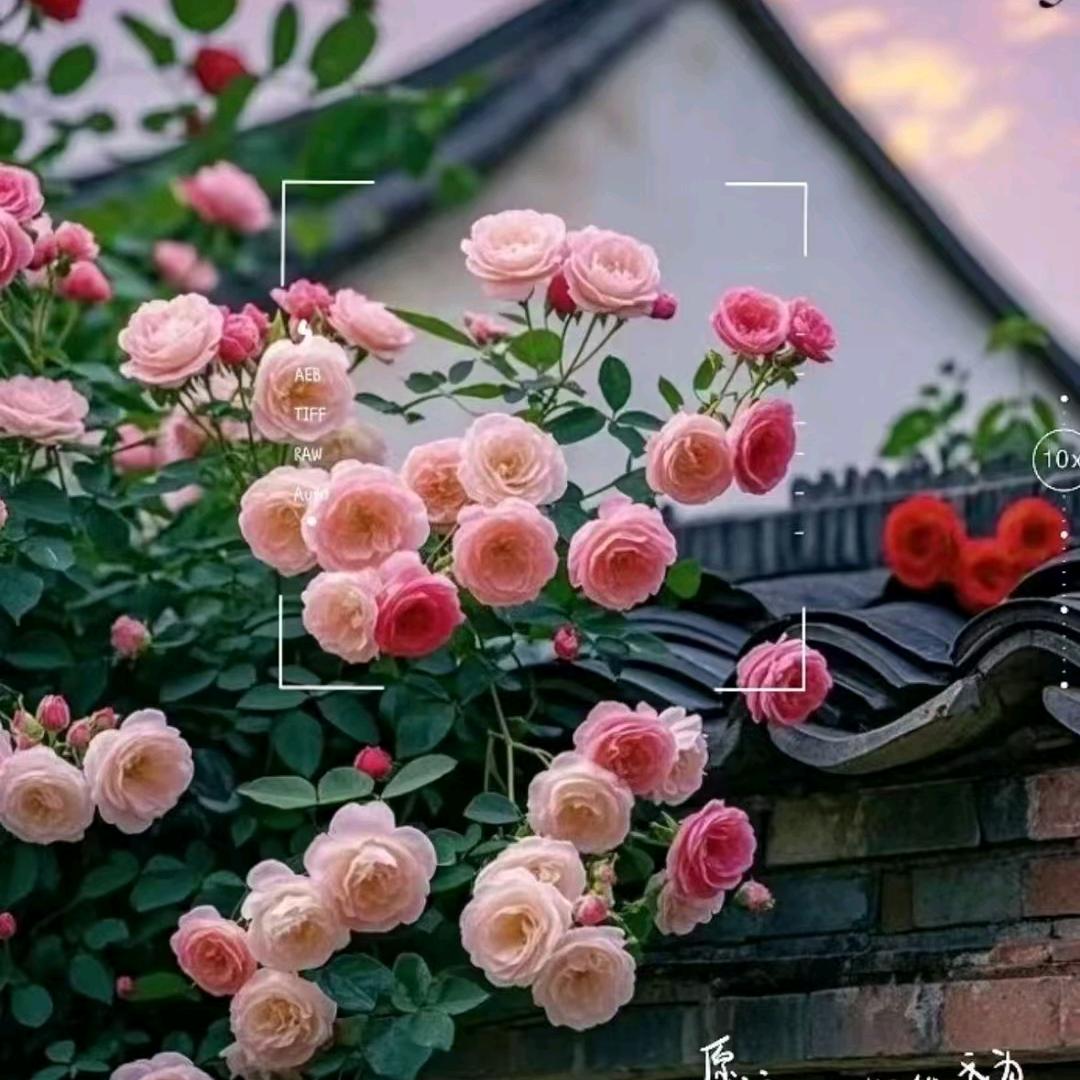 招财小仙女❤