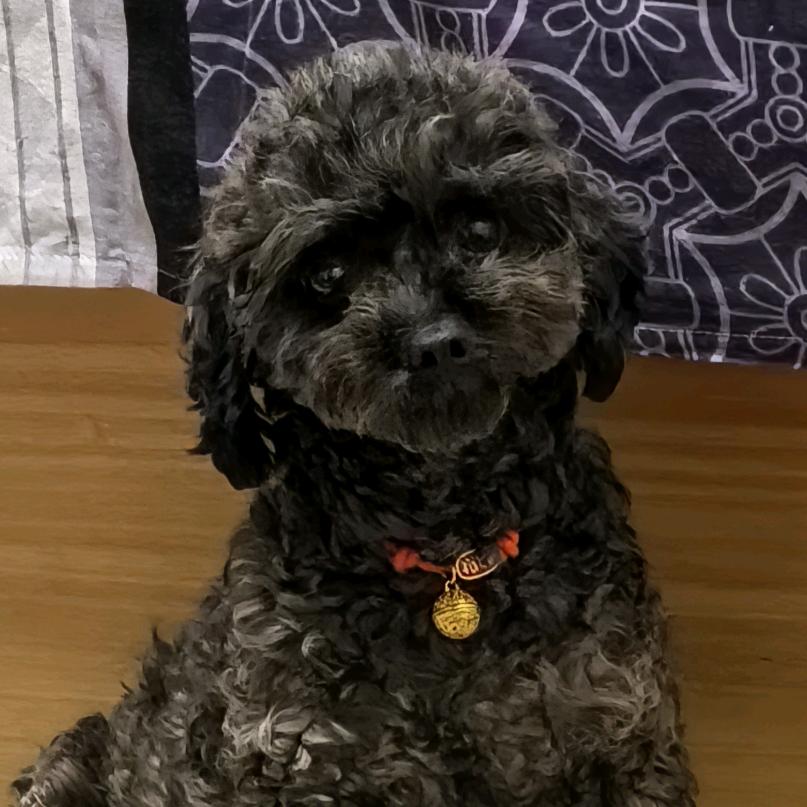 🐶狗来财💰逗逗→呦🎁