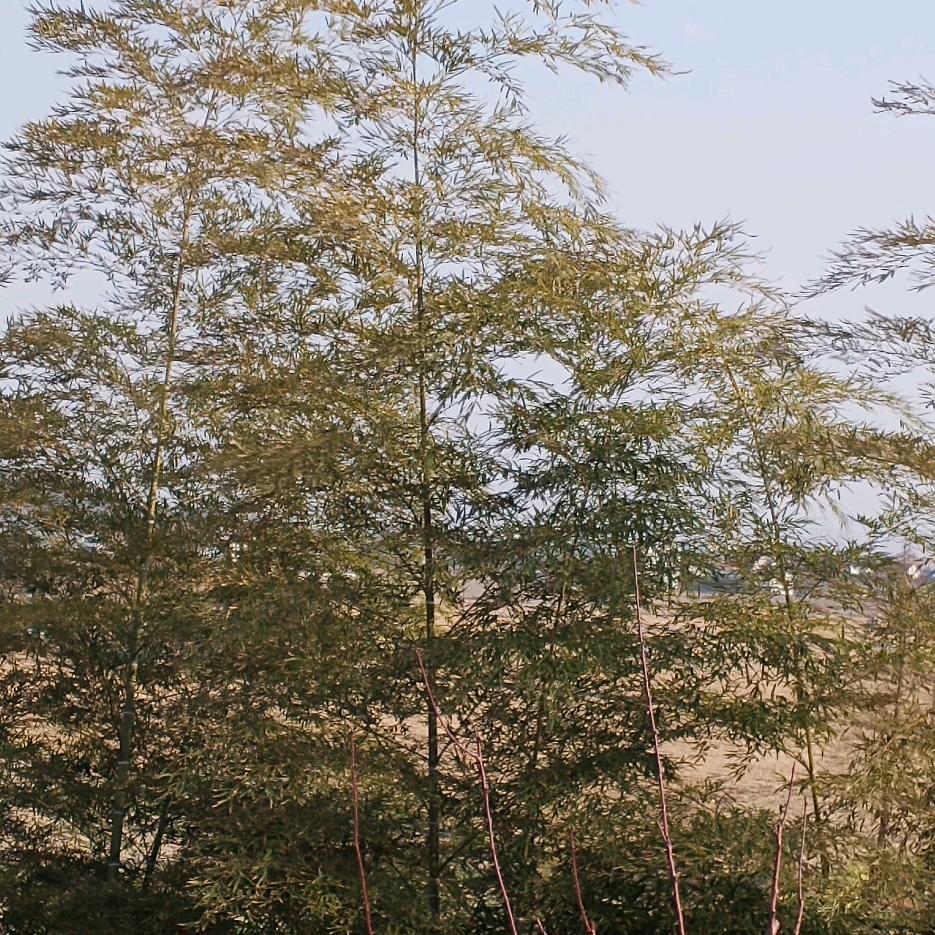 岁月静好