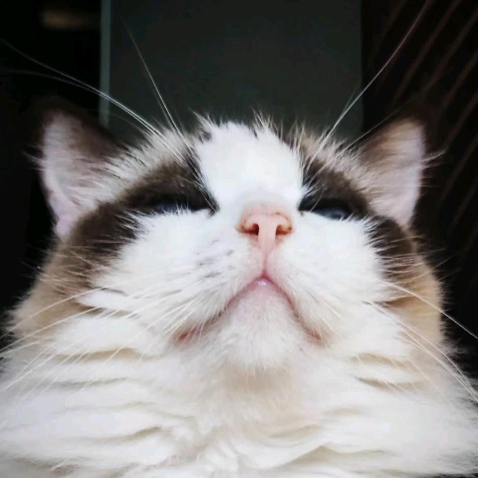 雪球
