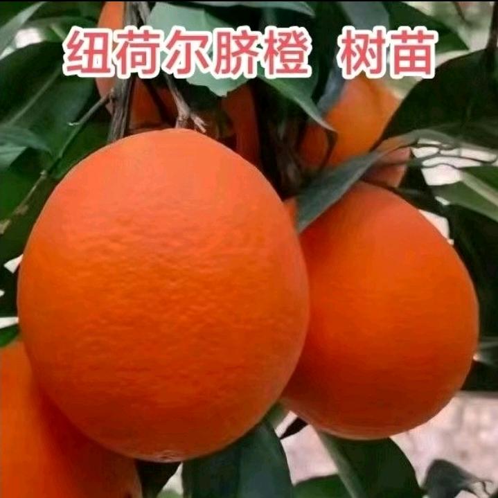 三爱王红艳