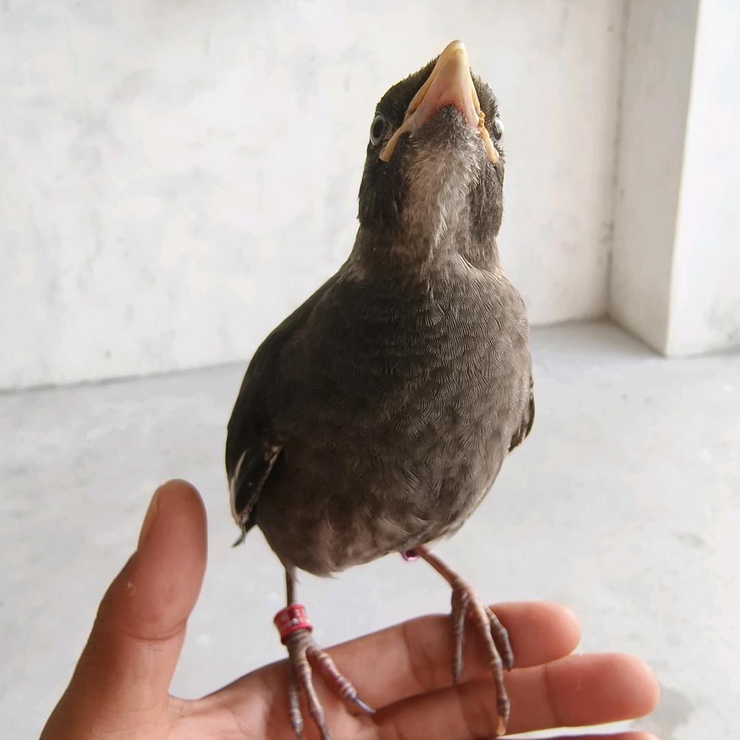 萌宠小八哥