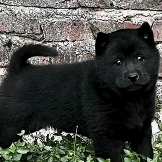 宠萌宠物臻选阁