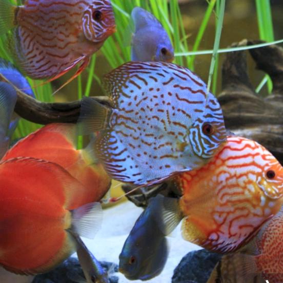 把海里的🐠钓完