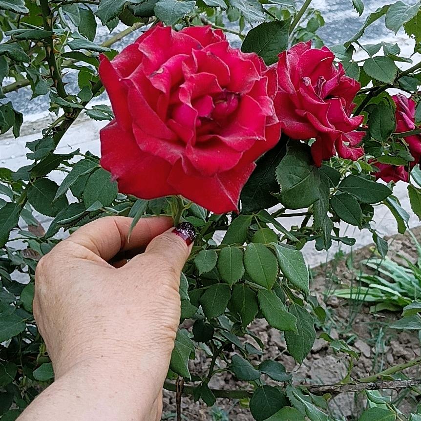 随缘
