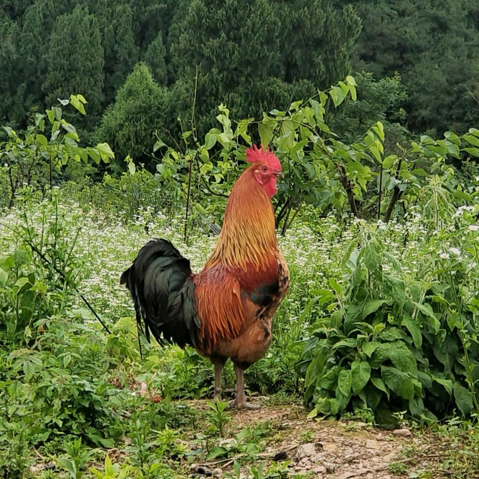 鸡王
