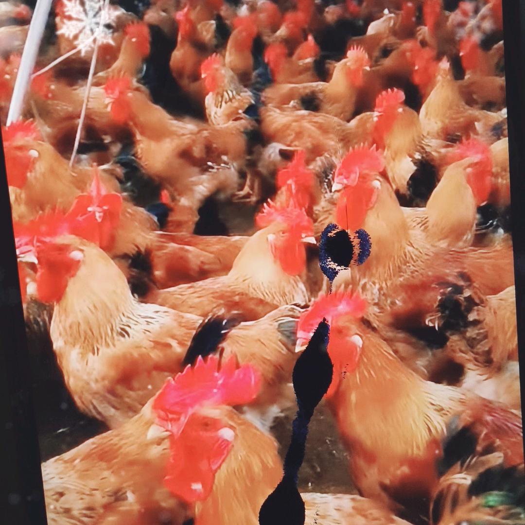 宁夏鲜鸡批发娟