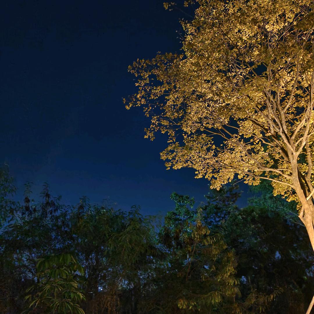 肉包～很自律🐟