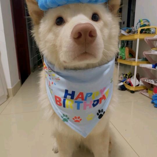 苞谷头像
