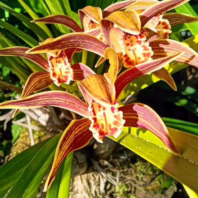 昌宁棕根花卉鲜品臻选阁