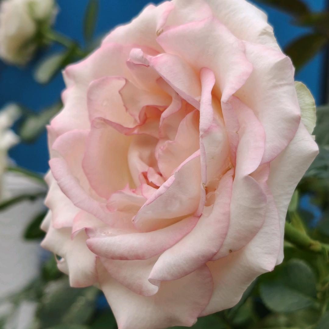 🐏¹⁹₉₁陈陈℘࿐《拒绝私聊》