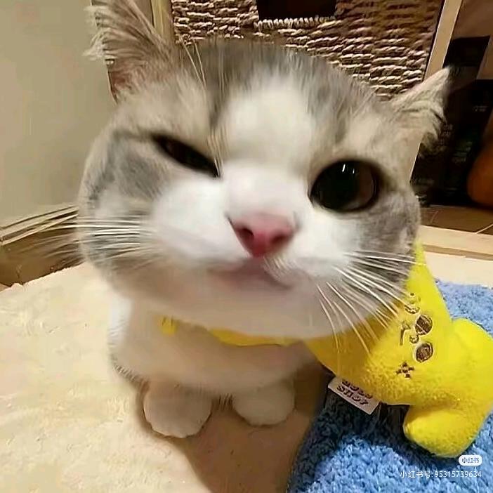 茶喵喵ฅ(*`ω´*)ฅ