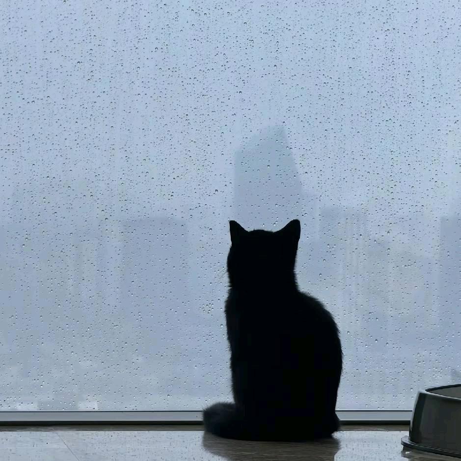 黑猫