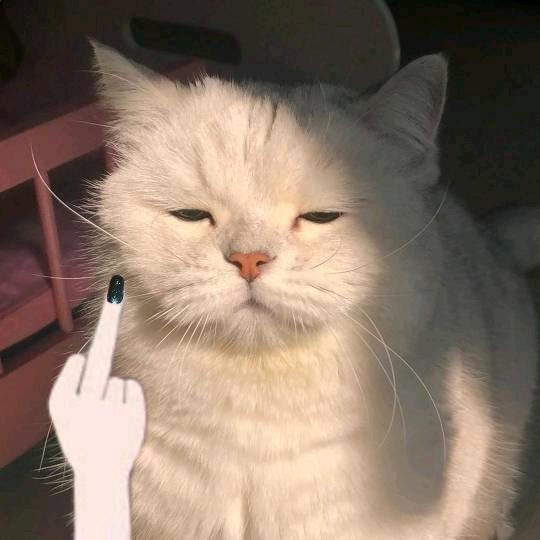 ꪔ̤̫