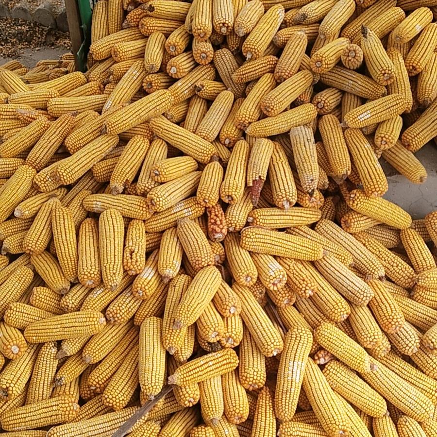 祁县玉米购销