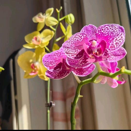 牵牛花