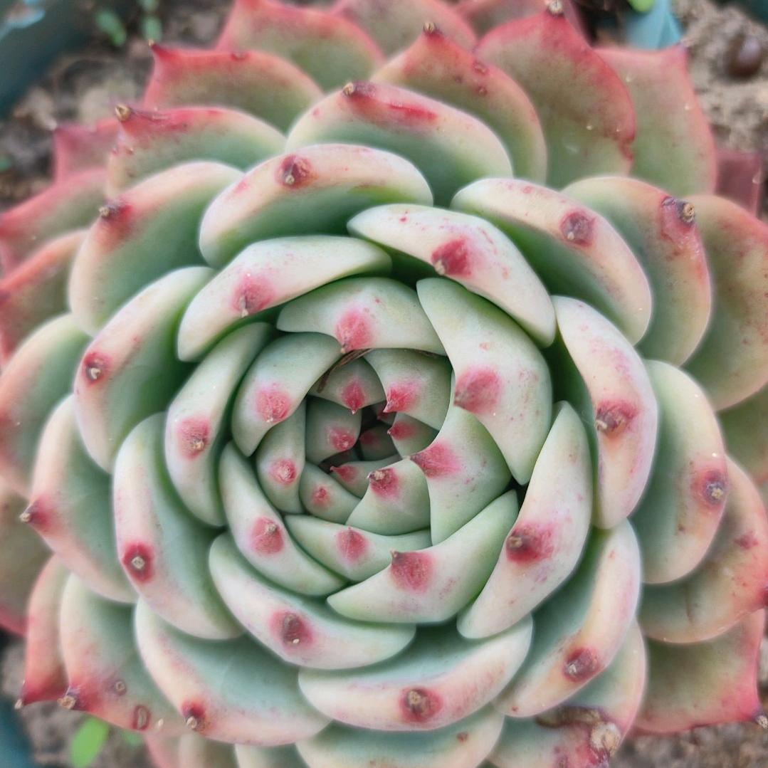 ꧔ꦿ༄🥀无语人生🌿࿐ᩚ