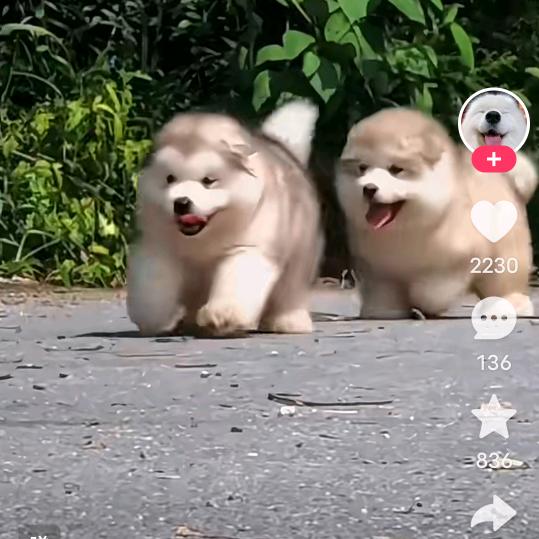 一个可爱的妹妹