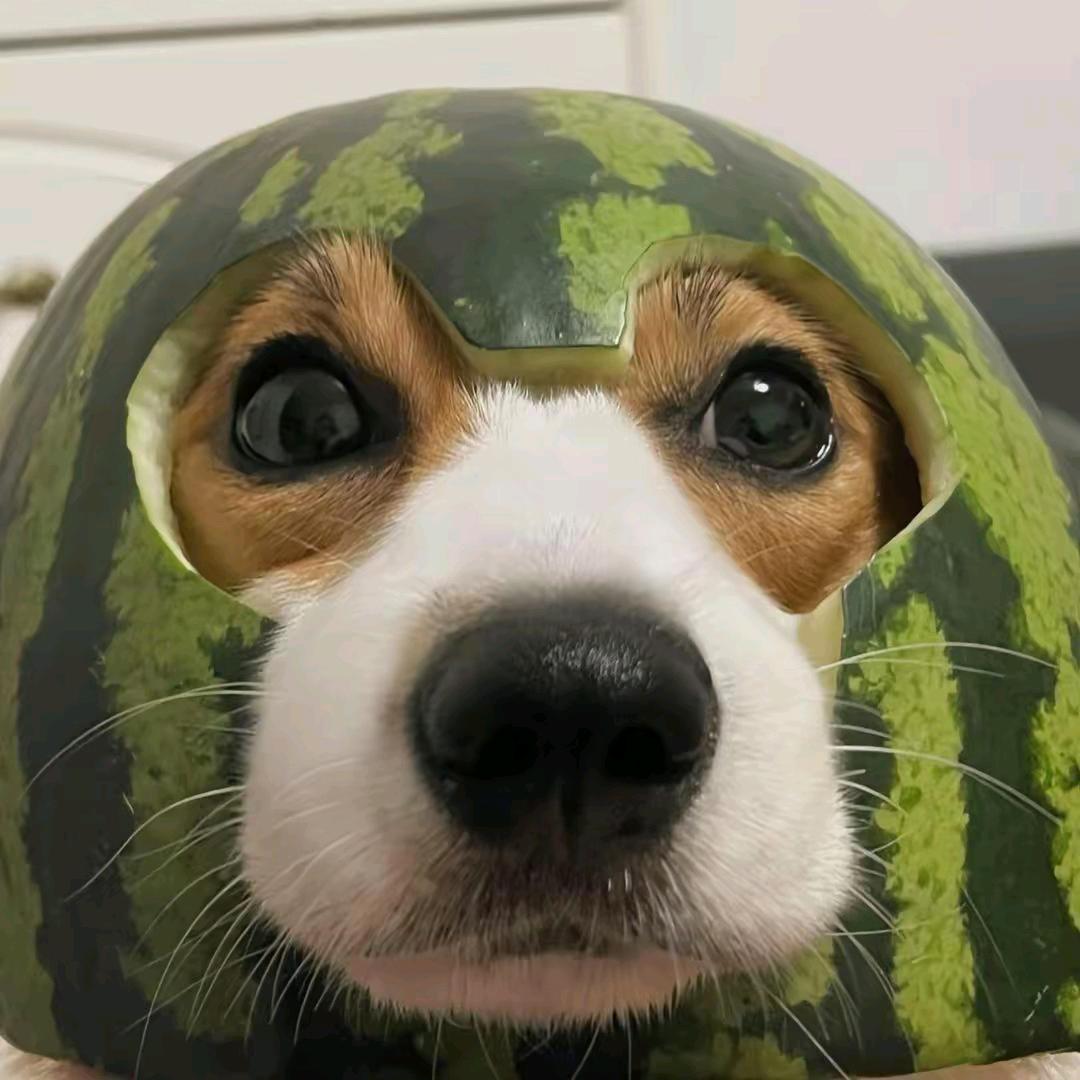 呆瓜