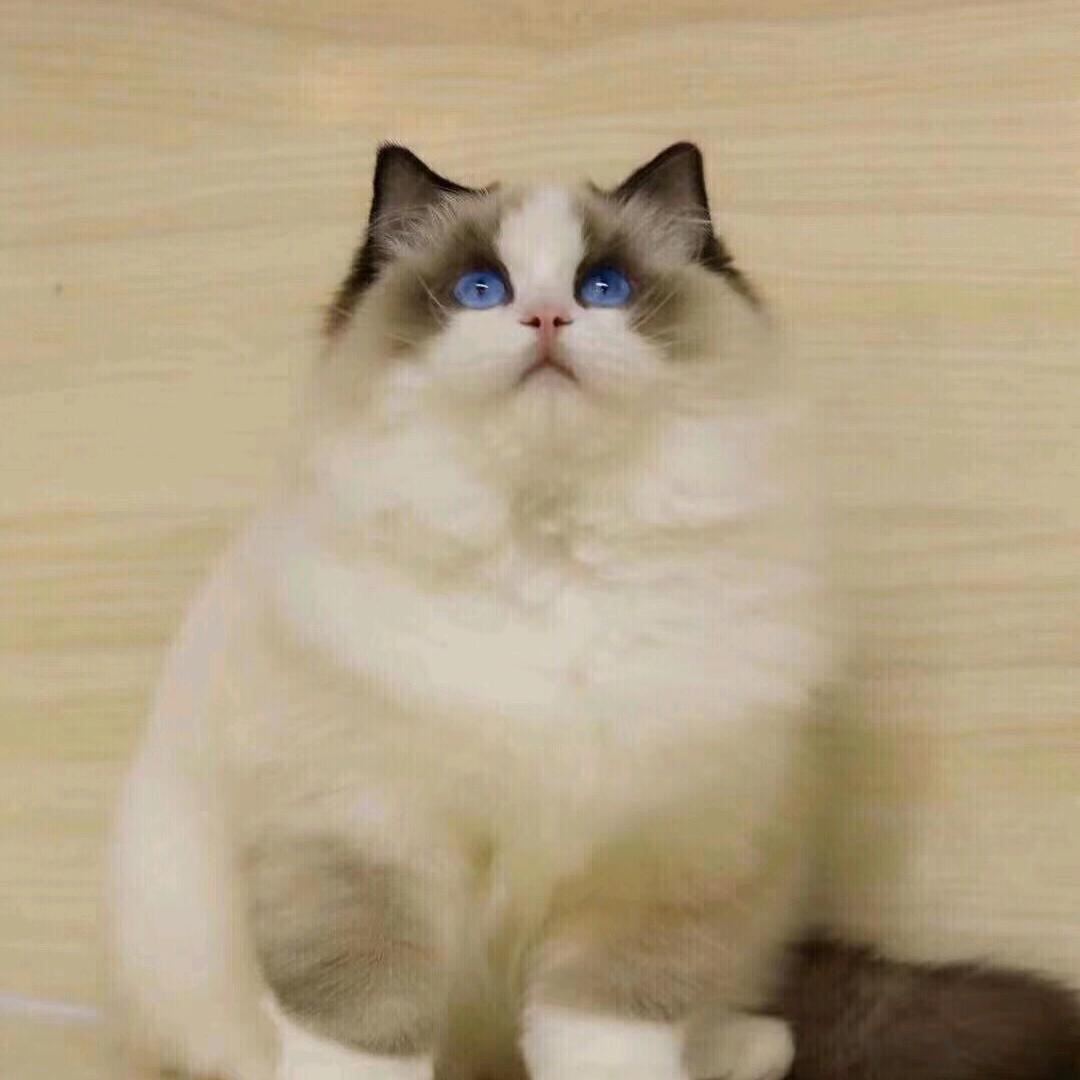 宠物爱好者