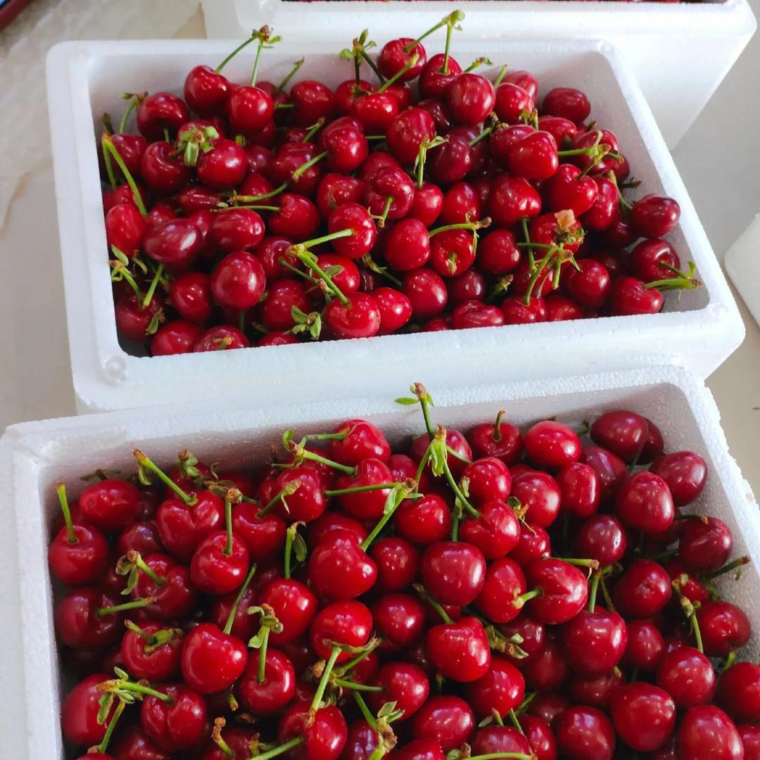山东徂徕山露天大樱桃🍒