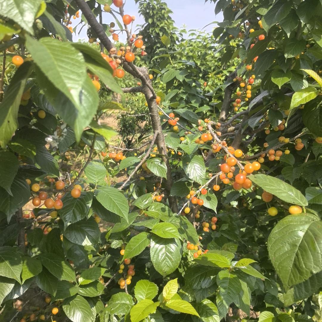 清真盘州黔三锅