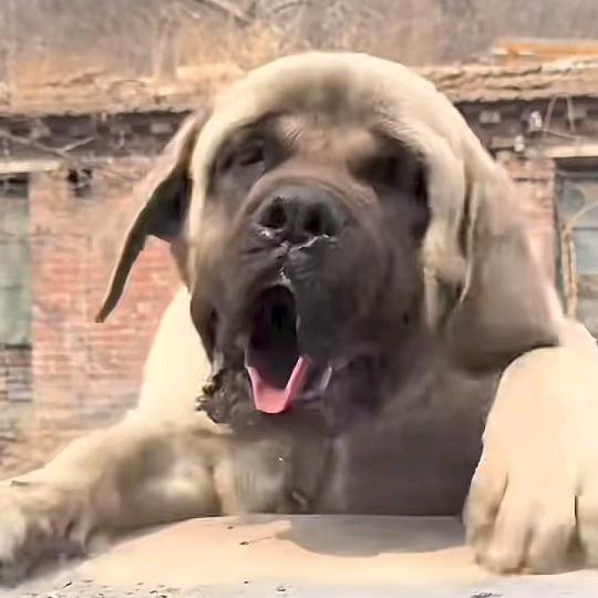 小宝牌洗洁精（直播切片）