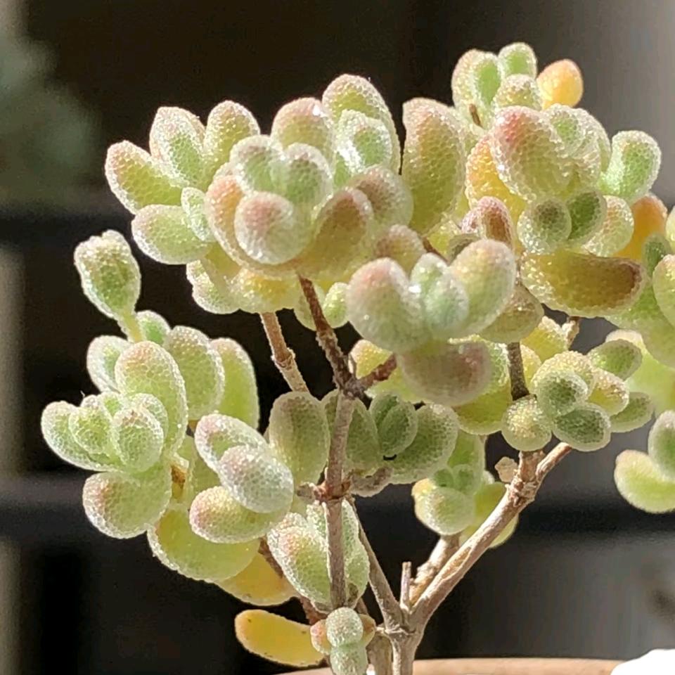 清韵原矿绿松石