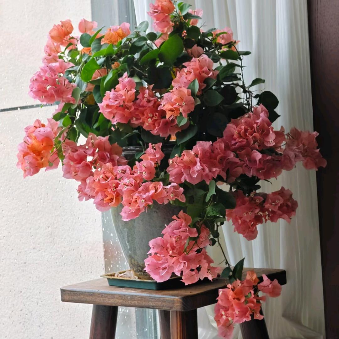 初心三角梅基地