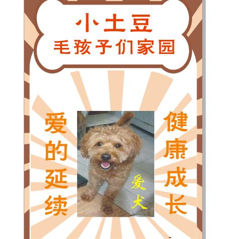 福州小土豆家园毛孩子们:萍姐（救助+寄养