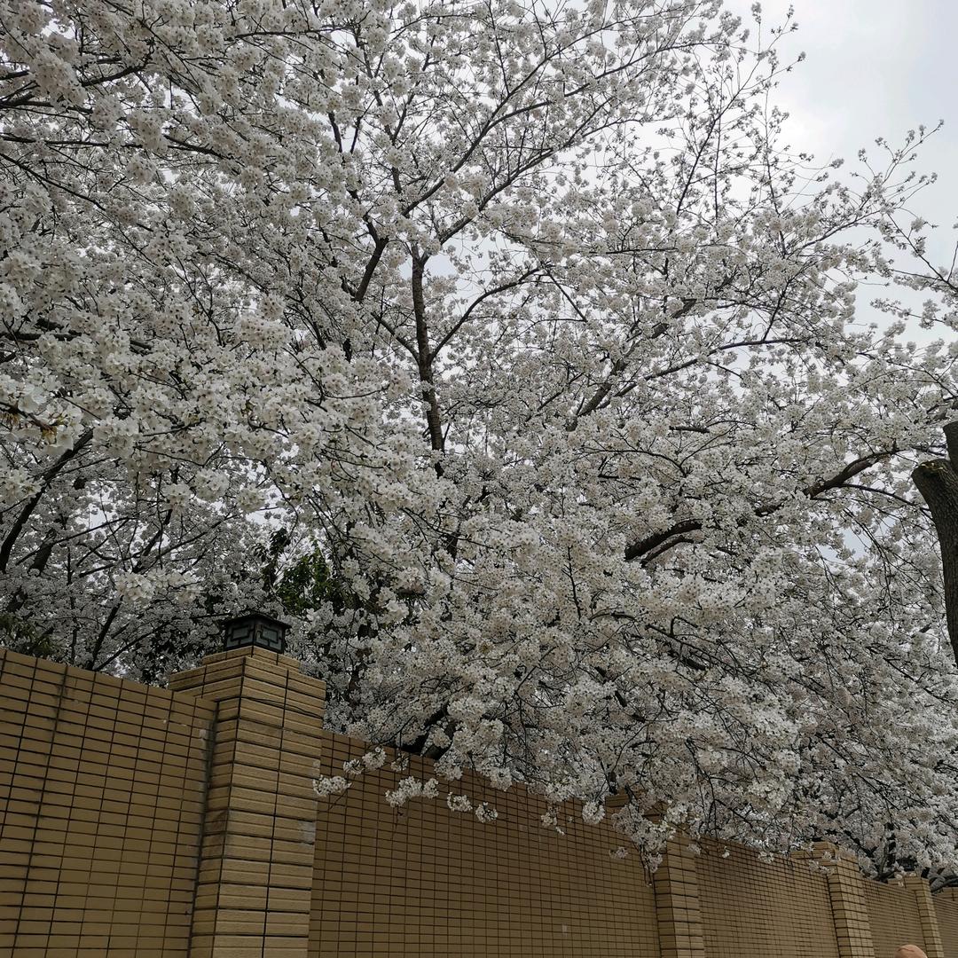 惜花