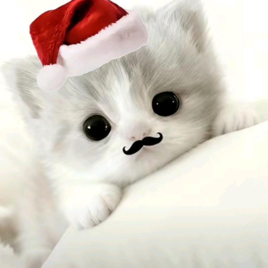 星星和楠极^⌯𖥦⌯^੭