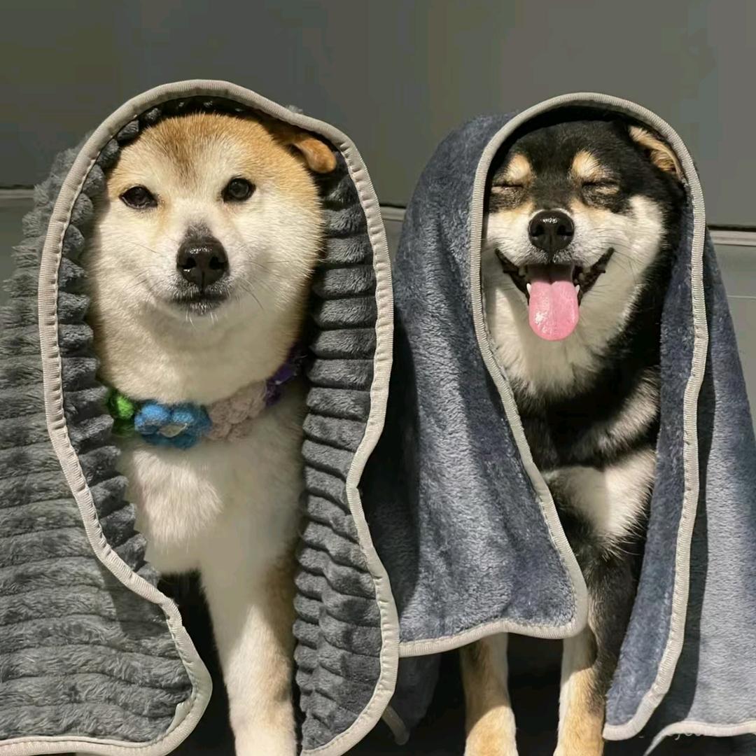 风的轻语