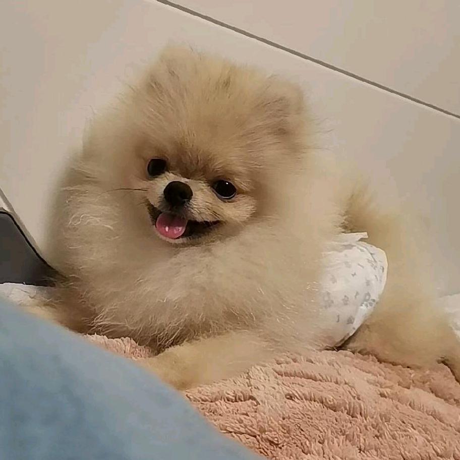 汤圆❤奶茶