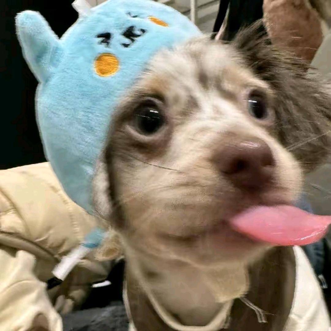 星轨🌟