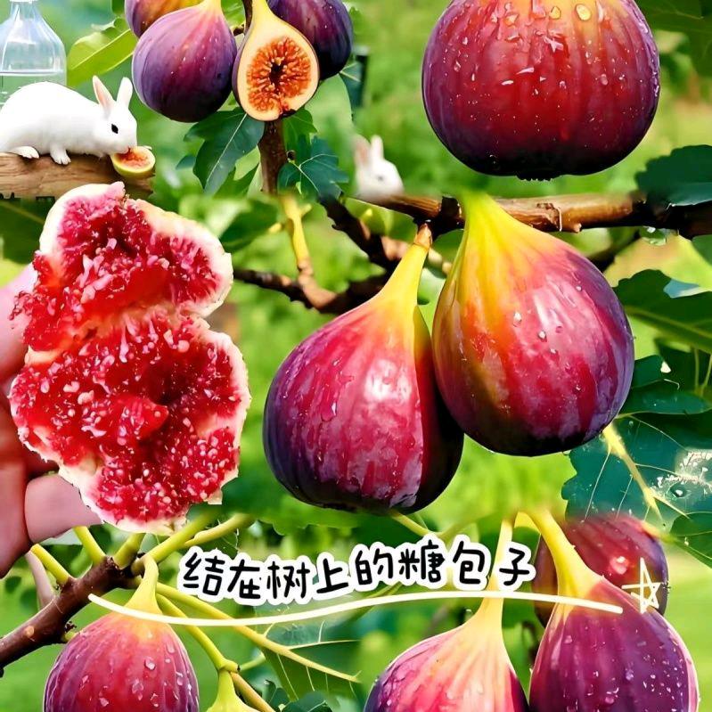 有泉果树苗木专营店2号