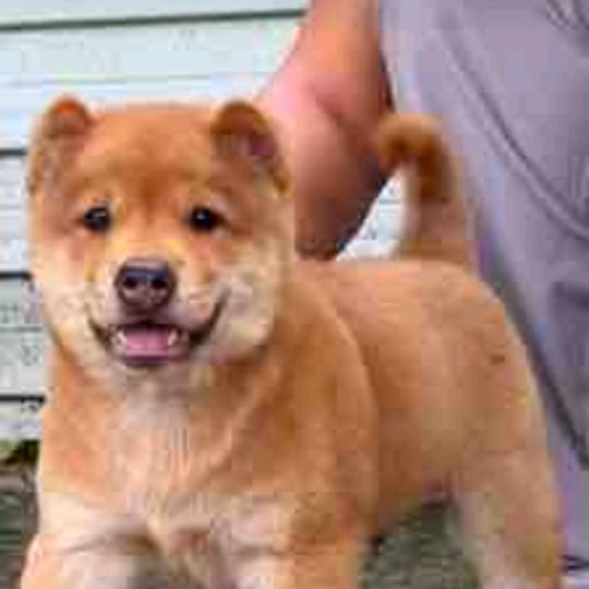 名犬繁殖基地