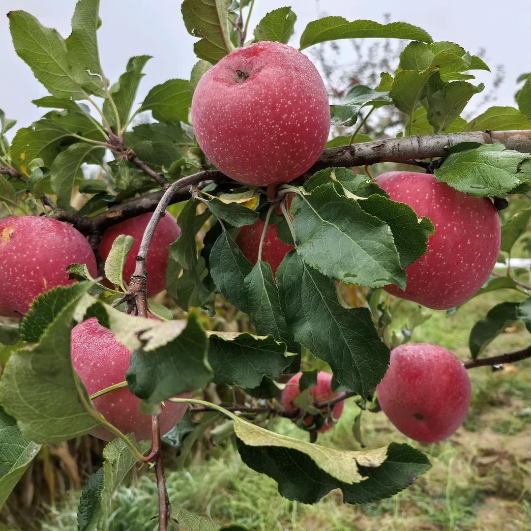 红苹果