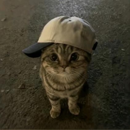 陈述