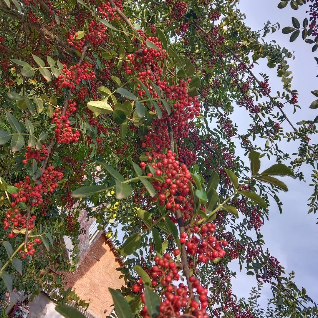 花🌺