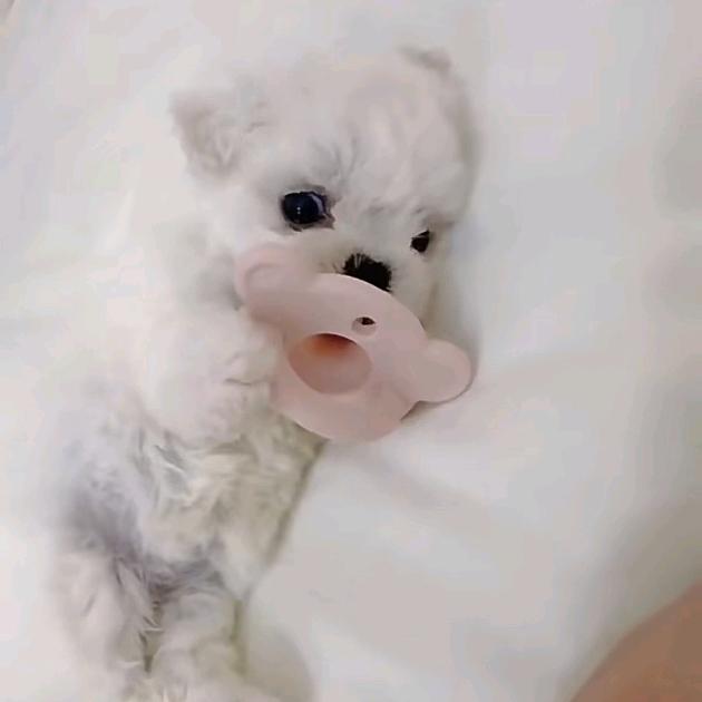 你的小可爱