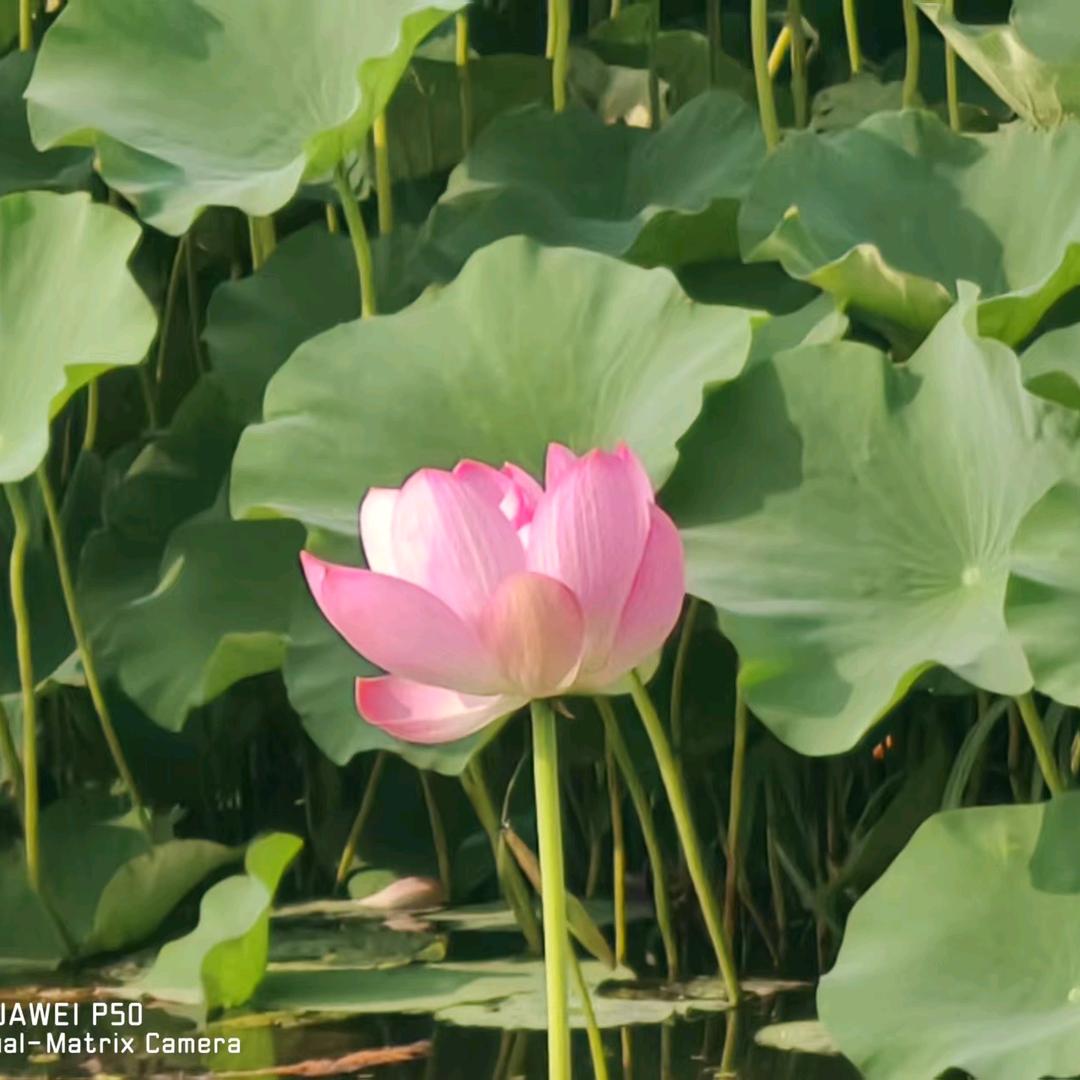 岁月静好