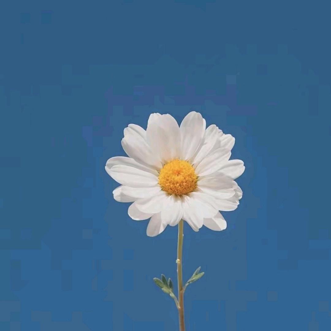 一颗小草